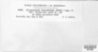 Gymnoconia interstitialis image